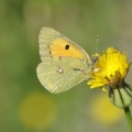 Gelbling (Colias sp.)